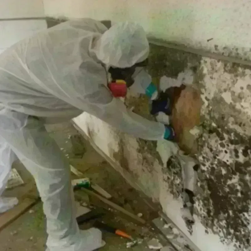 Mold Remediation and Removal in Greenfield, IL